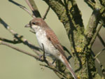 Red-backed Shrike juvenile