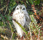 Short-eared Owl