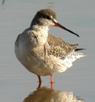 Spotted Redshank