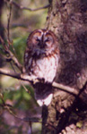 Tawny Owl