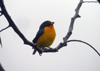 Violaceous Euphonia