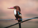 White-throated Kingfisher