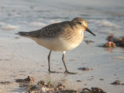 Baird's Sandpiper - Flamborough South Landing October 2nd 2004