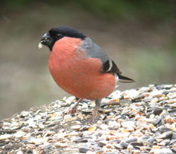 Bullfinch - Pennington Flash April 3rd 2005