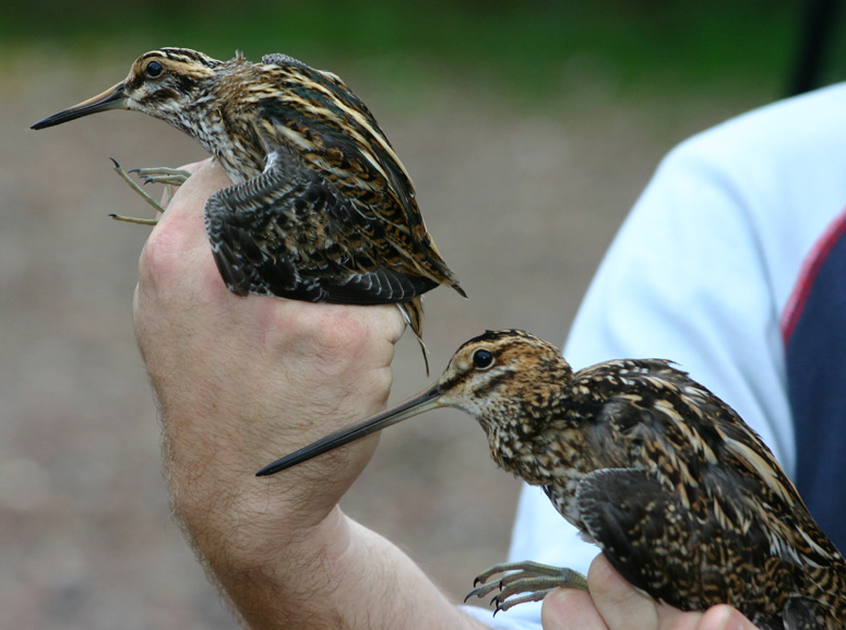 болотная птица бекас. бекасиные перья как пишется. белое перо. фазаньи перья. гаршнеп птенец.