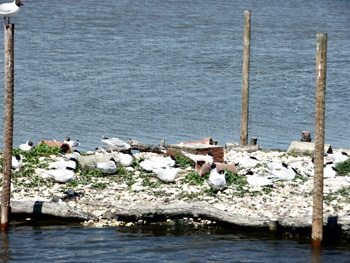 Sandwich Tern Colony