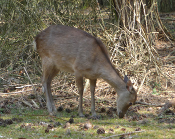 Sika Deer on Brownsea Island