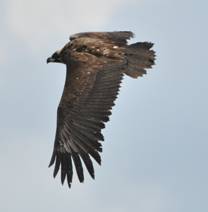 Black Vulture