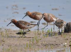 Curlew Sandpiper