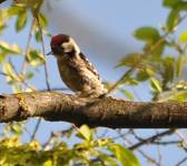 Lesser Spotted Woodpecker