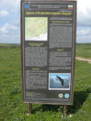 Saker Imperial Eagle Site