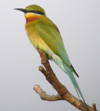 Blue-tailed Bee-Eater