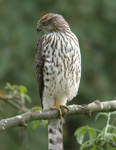 Cooper's Hawk