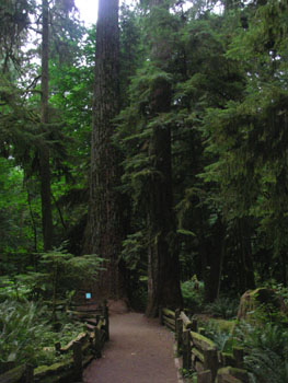Trail at Cathedral Grove