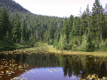 Yew Lake trail at Cypress Mountain 