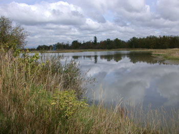  Reifel Bird Sanctuary with the tower in the distance