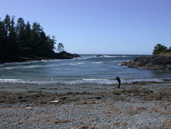 Wickanninish Bay - the photographer's still there but the bear's buggered off