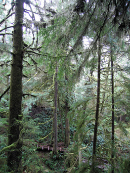 Tofino Rain Forest