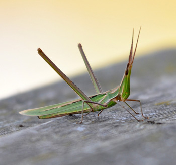 Conehead Grasshopper probably Long-winged Conehead Conocephalus discolor seen at Espais Naturals del Delta del Llobregat on Day 1 - Click for larger image