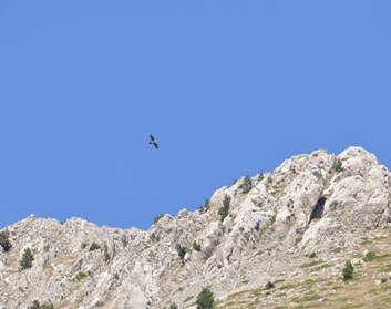 Lammergeier over the mountain tops