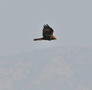 Immature male Marsh Harrier