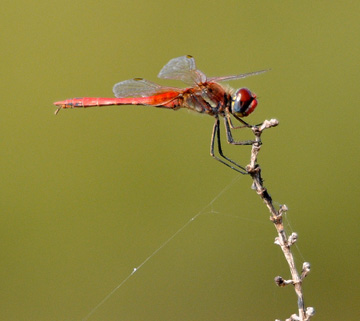 Red-veined Darter Sympetrum fonscolombii seen at the Ebro Delta - click for larger image