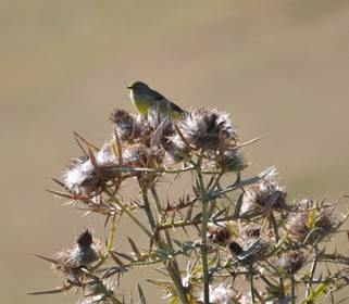 Citril Finch at the roadside