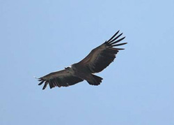 Griffon Vulture - Click for a larger image