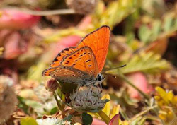 Lesser Fiery Copper - Click for a larger image