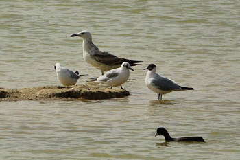 Caspian Gull with Black Headed Gull - click for larger image