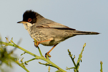 Cyprus Warbler - click for larger image