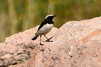 Finsch’s Wheatear - click for larger image