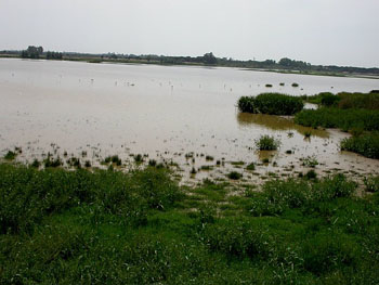 El Rocio Marsh