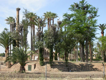 White Stork nesting colony near Villamanrique