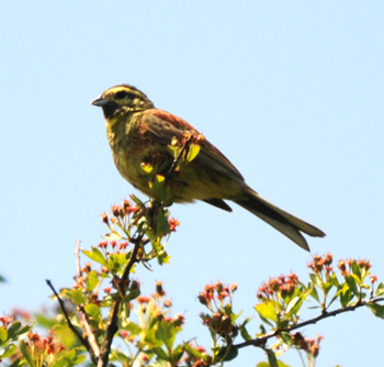 Cirl Bunting - click for larger image