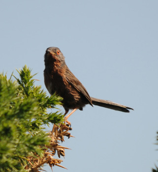 Dartford Warbler - click for larger image