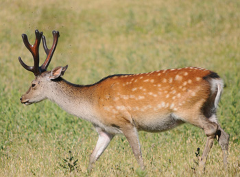 Fallow Deer - Click for larger image