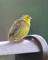 Yellowhamer on a bench at Glenwhan Gardens - click for a larger image