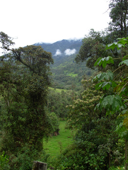 View near Cuyuja Orchid and Hummingbird Reserve