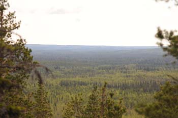 View of the forest looking towards Russia from Valtavaara