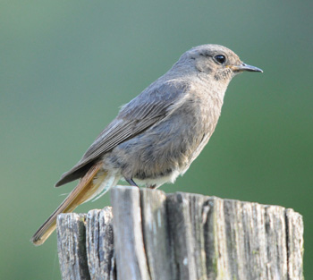 Female Black Redstart at Giez