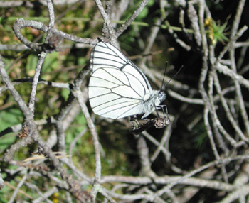 Black-veined White