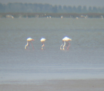 Greater Flamingo