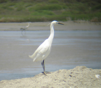 Little Egret