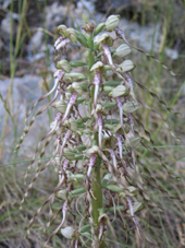 Lizard Orchid