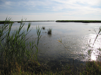 Petit Camargue