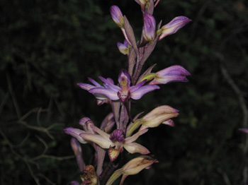 Violet Bird's Nest Orchid