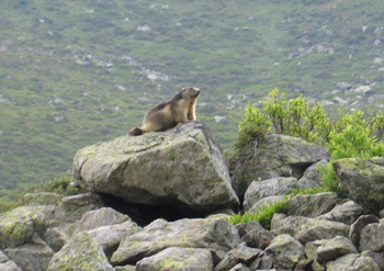 One of the many approachable Marmots in the Tueda Nature Reserve