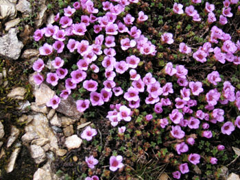 Purple Saxifrage (Saxifraga oppositifolium) on scree at the summit of La Sauliere