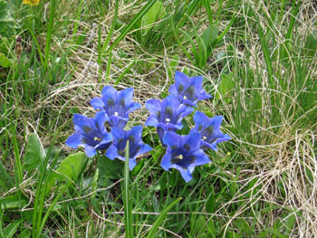 Trumoet Gentian (Gentiana acaulis) on the slopes of La Sauliere